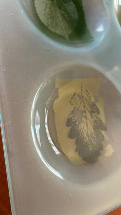 Prato decorativo com folhas - 4 Divisórias