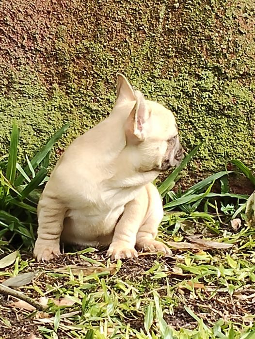 Bulldog Francês Lilac