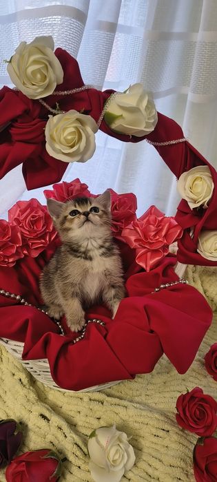 Продається золота кішечка