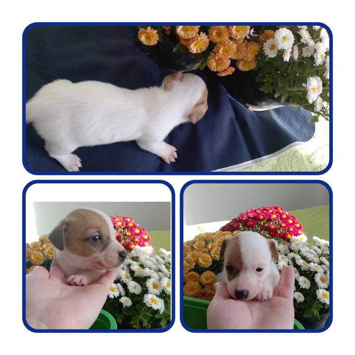 Джек расл цуцики