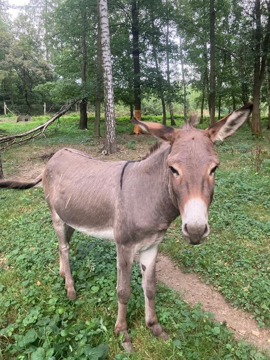 Osiołki 2 szt oswojone