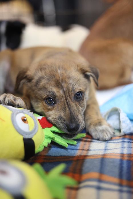 RAVI - cachorro para adoção responsavel