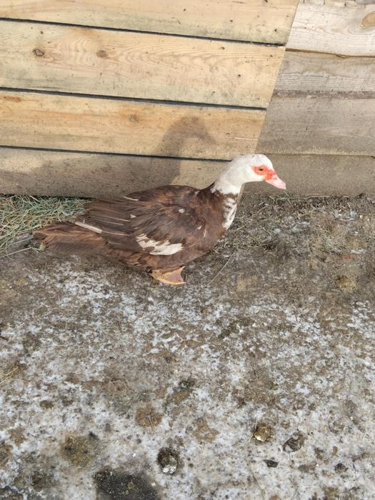 Kaczki francuskie samiczki