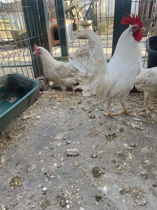 leghorn branca 6