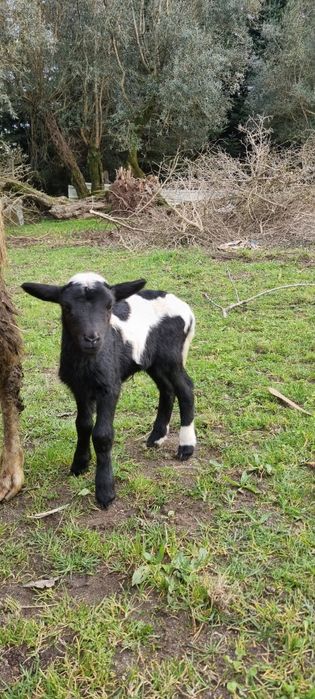 Borrego x Dorper