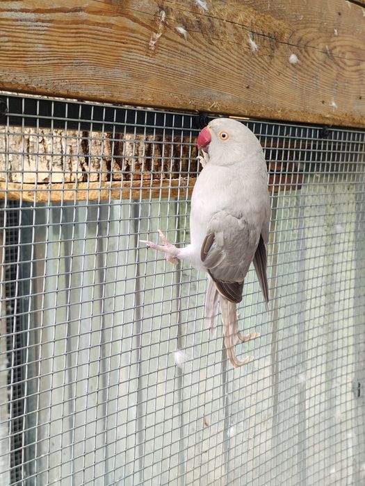 Aleksandretta Obrożna samica 2023