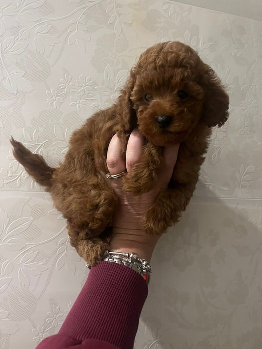 Мінні хлопчик той пудель,