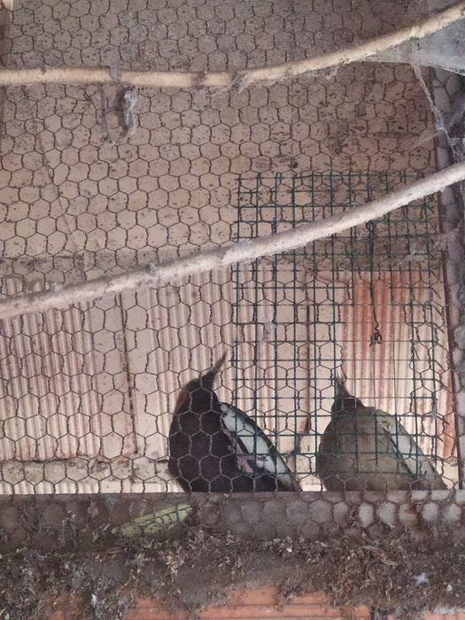 Caturras e pyrrhuras peralta