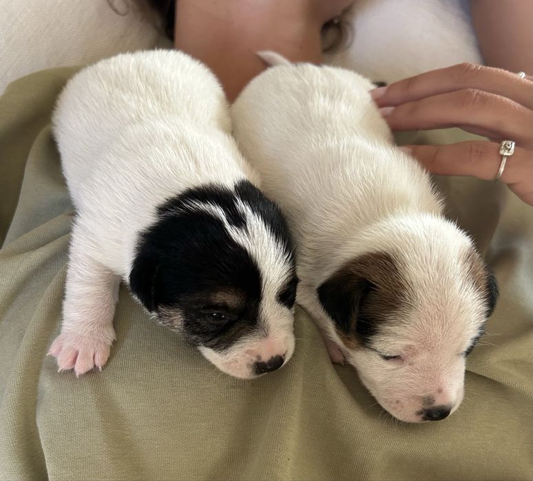 Jack russel com Lop