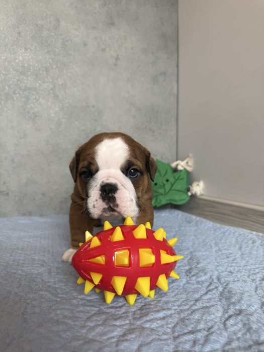 Buldog angielski szczenię