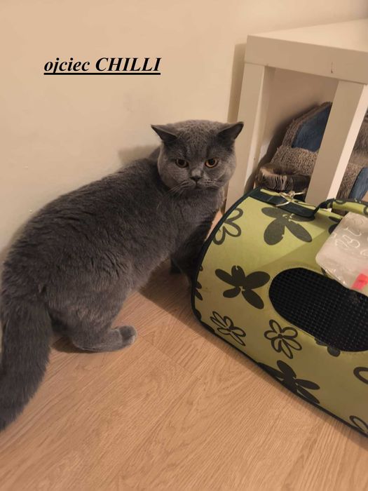 KOCUREK brytyjski krótkowłosy ElGato M&A