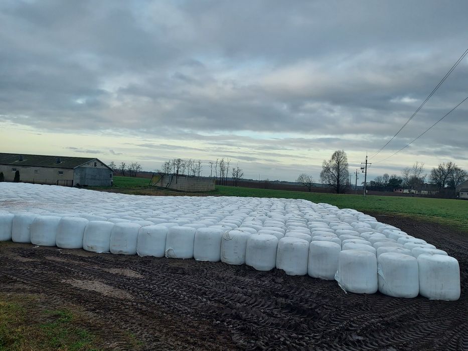 Wysłodki buraczane w belach