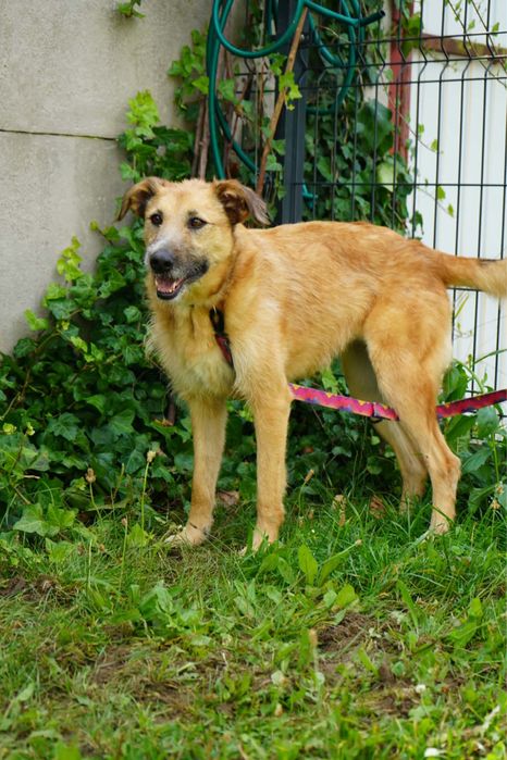 Chanel poleca sie do adopcji