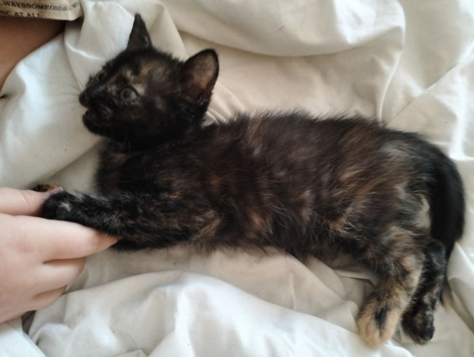 Віддам кошенятко