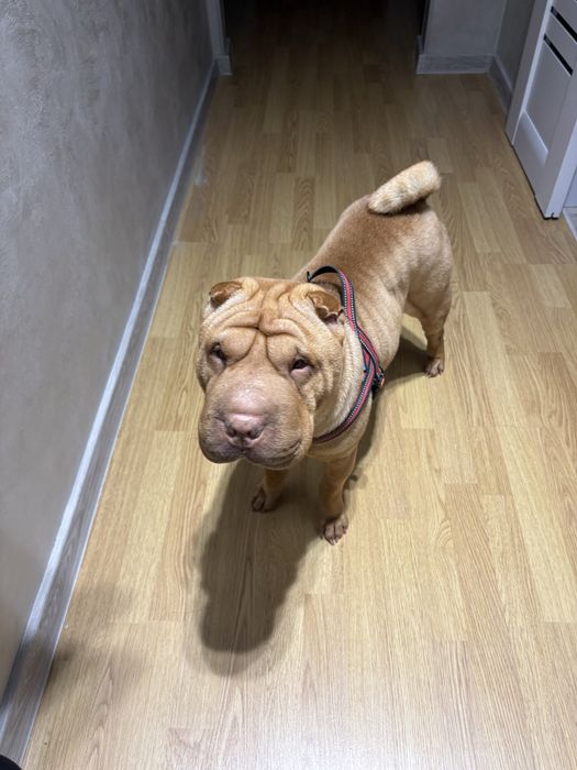 Случка шарпей одесса