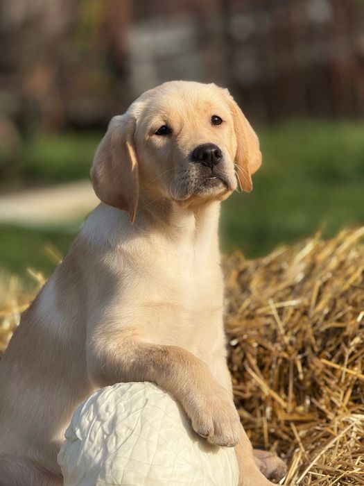 Дівчинка лабрадор ретривер. Метрика КСУ