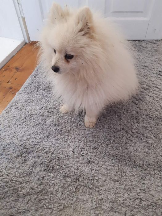 Шпіц Померанський