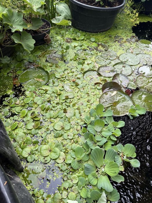 Oddam za darmo Limnobium / żabiściek pływający do akwarium lub oczka wodnego