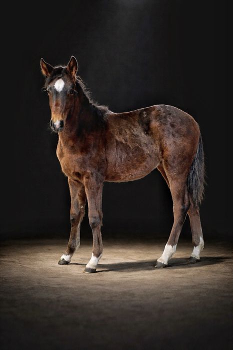 Klacz AQH American Quarter Horse 2025 linia reiningowa.