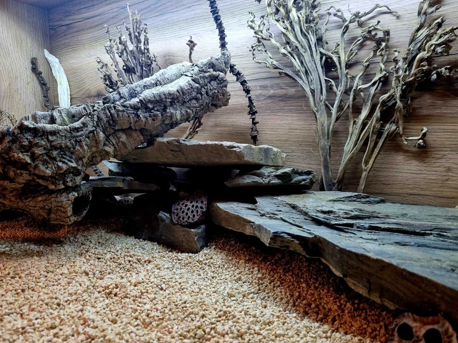 Terrarium 120x60x60 agama brodata jaszczurka