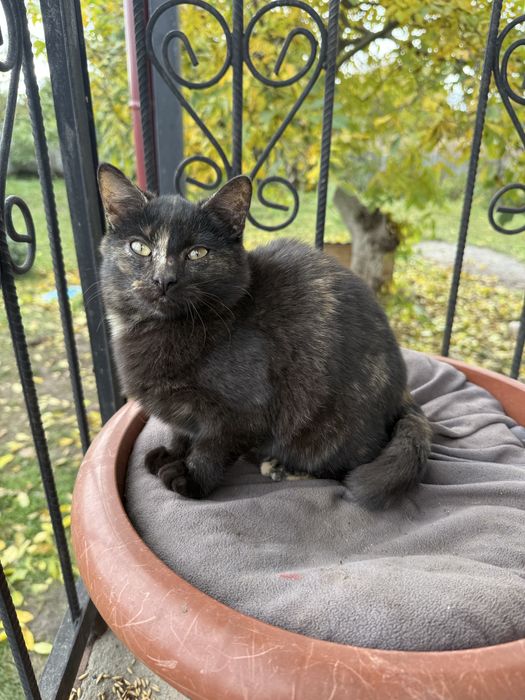 Кошенята шукають дім!