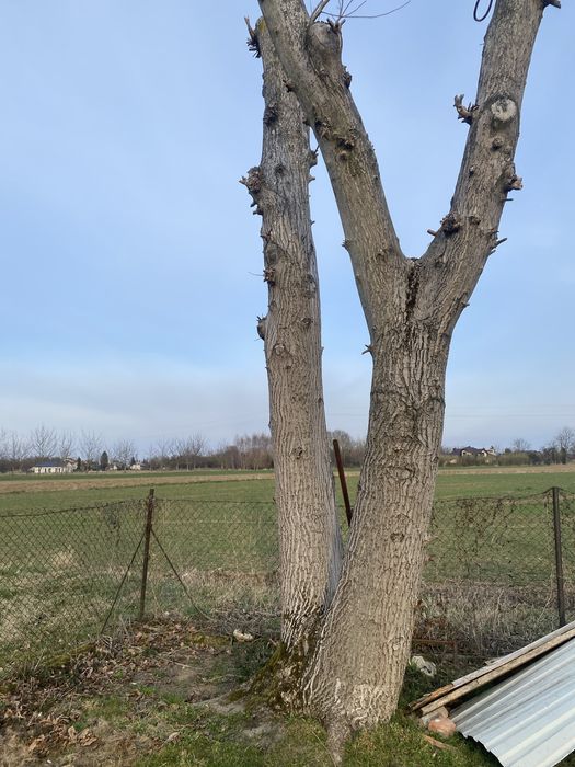 Sprzedam orzech włoski , pnie