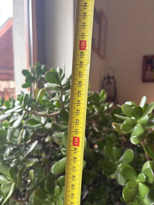 Grubosz gigant, piękny!