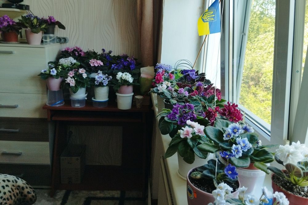 Фіалки Квіти/вазони