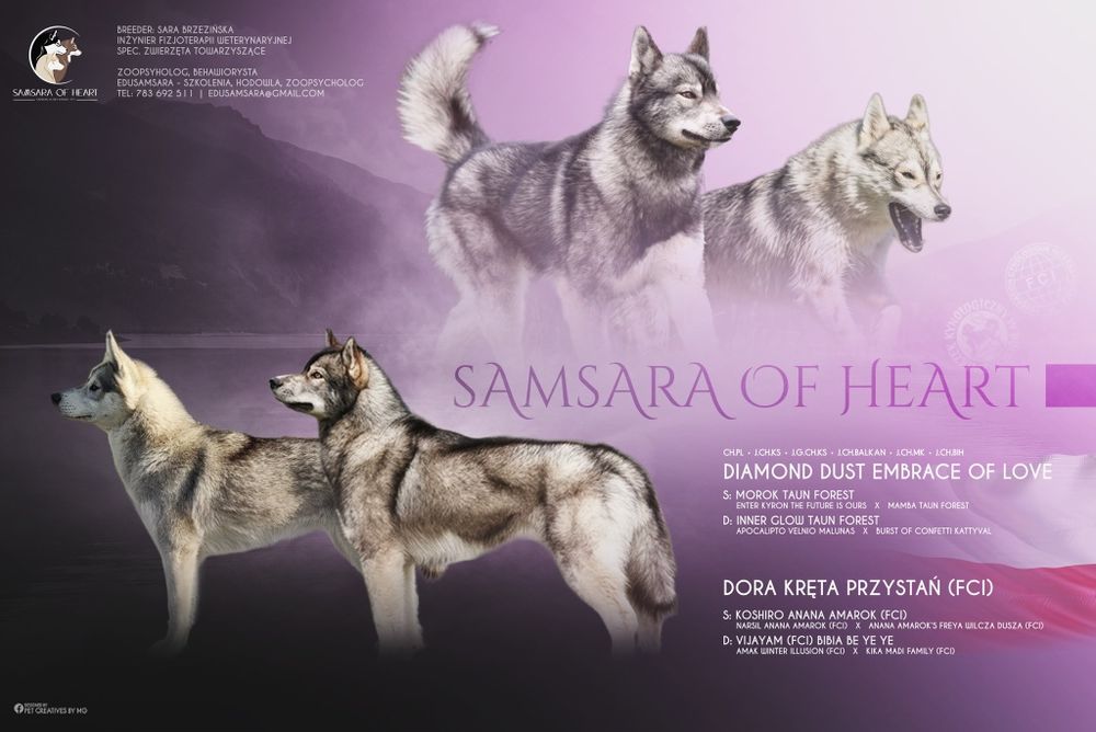 Gotowy do odbioru - Einstein samiec Siberian Husky FCI ZKwP  Związek kynologiczny