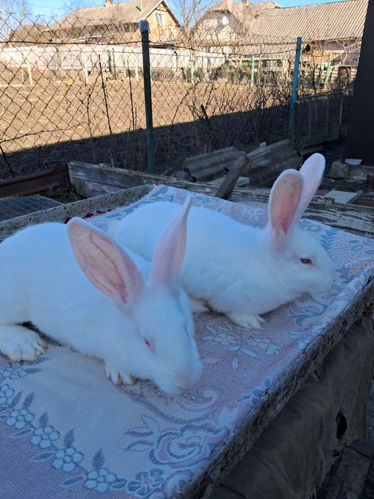 Термонська біла. Чиста лінія. Провакциновані та пропоєні.