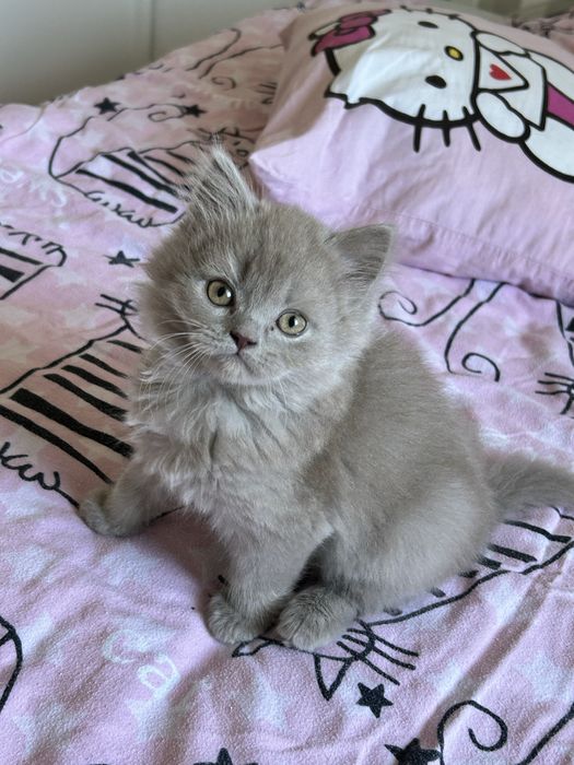 Liliowy Kocurek Brytyjski Długowłosy - Mały Cudak - Do Rezerwacjj