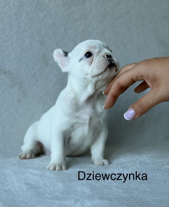 Przepiękne Buldogi Francuskie