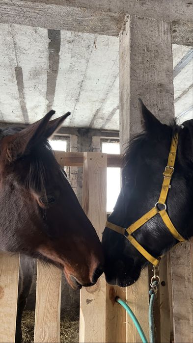 Dzierżawa koni  współpraca