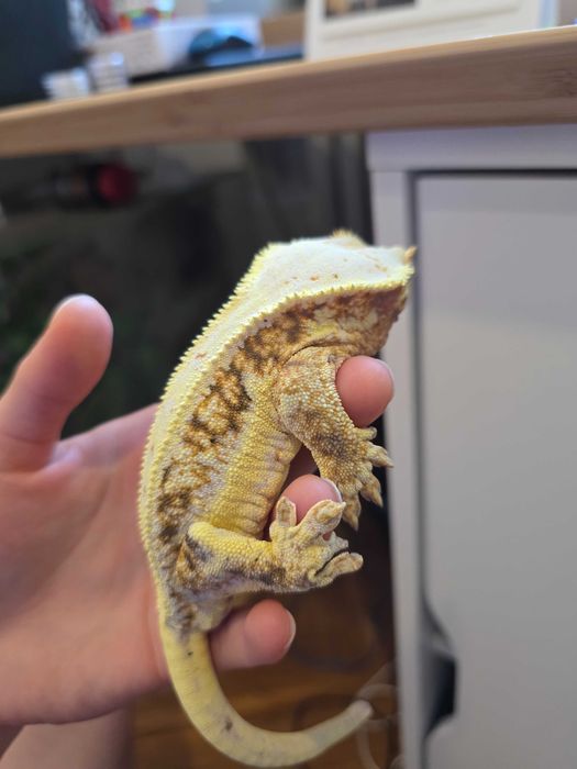 Gekon orzęsiony LW Samiec