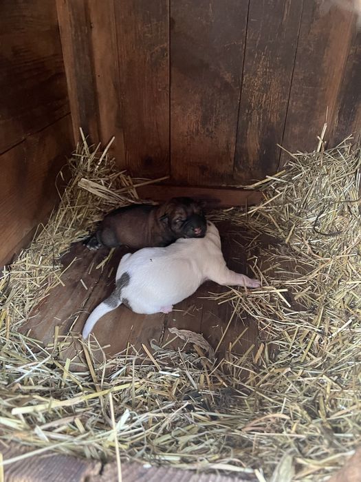 відам песиків проди Шарпей  в добрі рукі