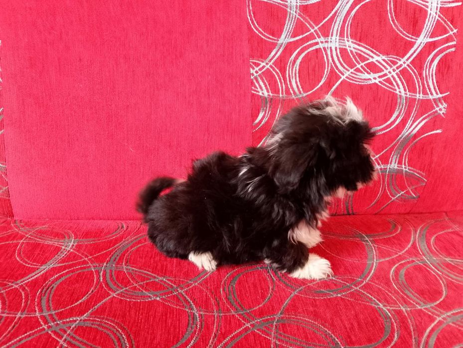 Morkie&hybryda&Maltanczyk&York