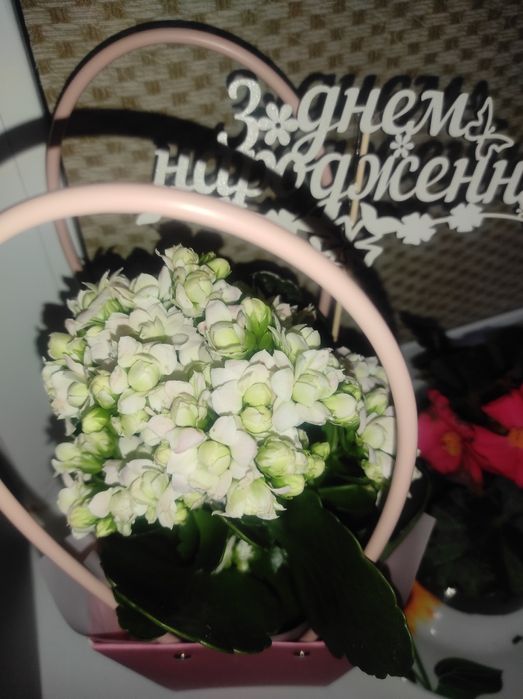 Росточки каланхое