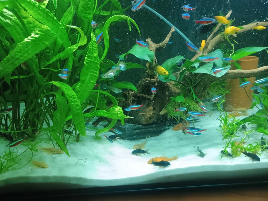 Sprzedam 50  ryb Neon!