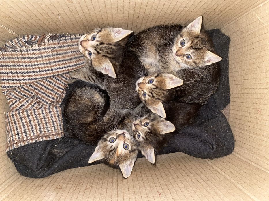 Котята в хорошие руки  БЕСПЛАТНО .