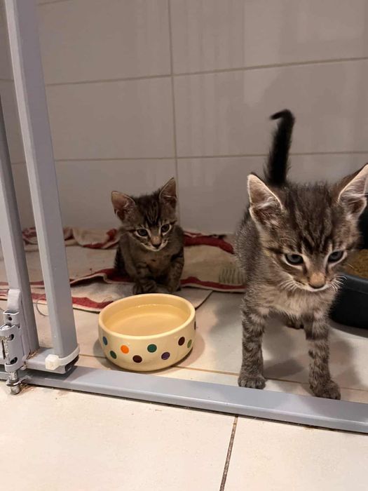 Jacek i Agatka do adopcji