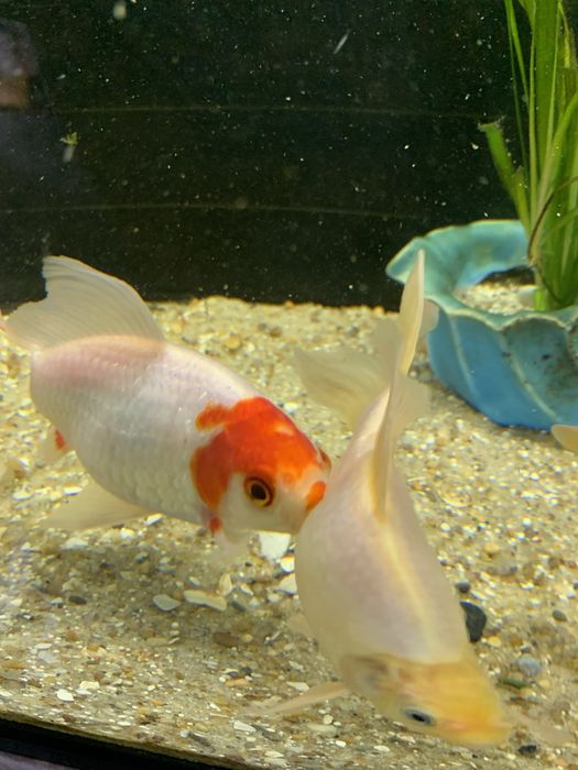 Peixes cometas veu agua fria