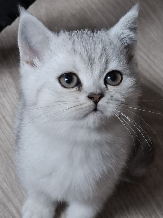 Шотландські кошенятка