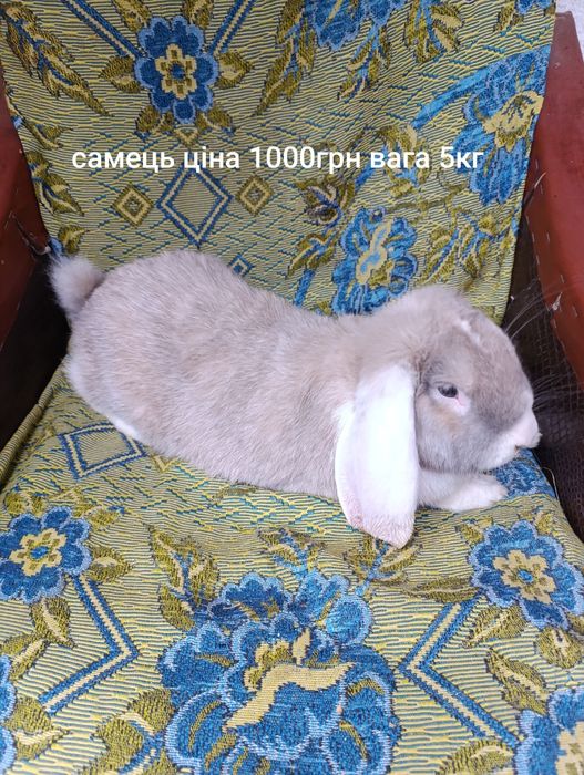 Продам кролики.  .
