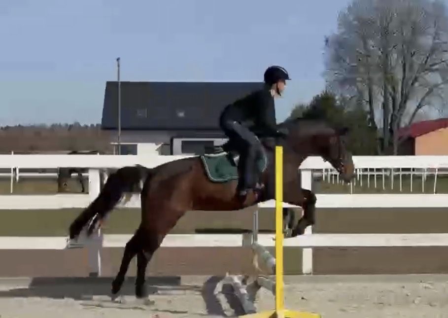 Klacz 5 lat, ok. 155 cm, zajeżdżona