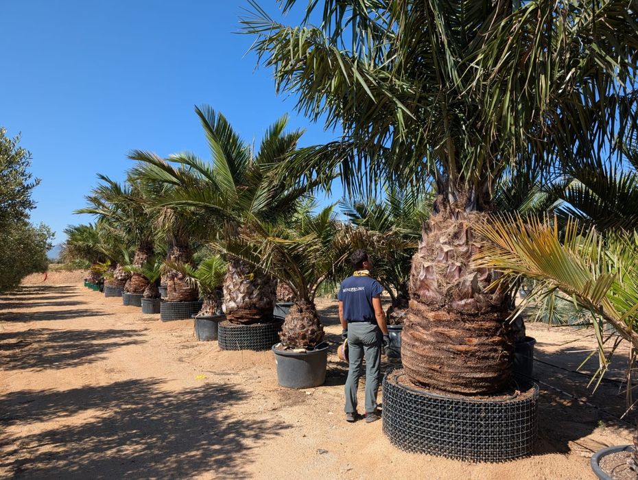 Rośliny egzotyczne palma mrozoodporna. rostrata Fortunei filifera