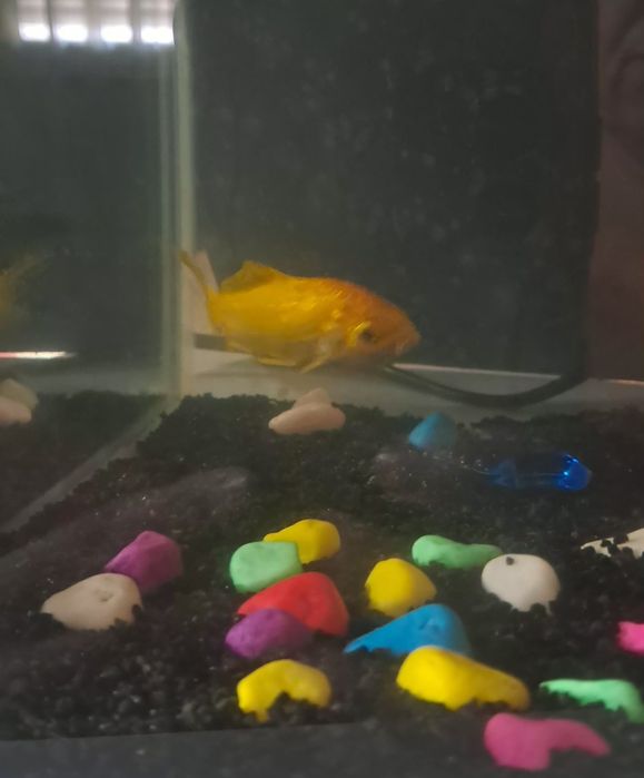 RESERVADOS Oferta/Doação: 2 Peixes de Água Fria (Zona de Coimbra)