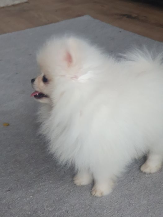 Szpic miniaturowy pomeranian, /Cudny mini mis