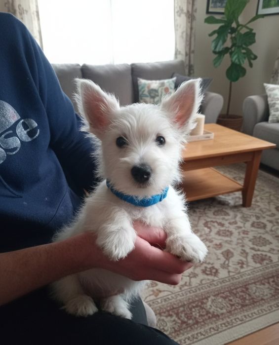 Чарівний хлопчик вестик