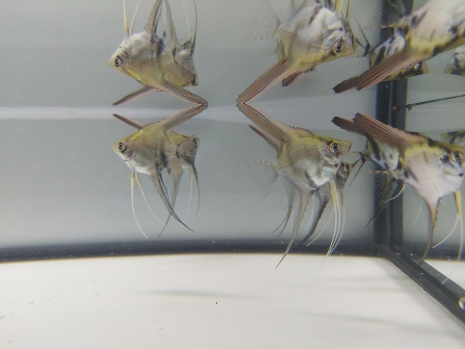 Sprzedam skalara skalary