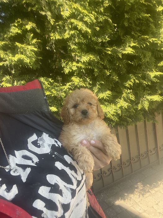 Мальтіпу Ф2